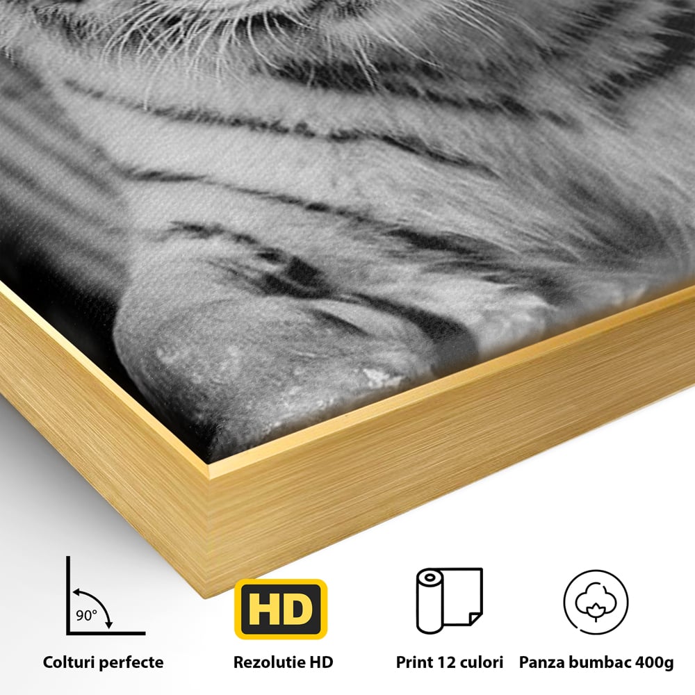 Detaliu al suprafetei: tablou canvas cu tigru alb, in rama de aluminiu auriu